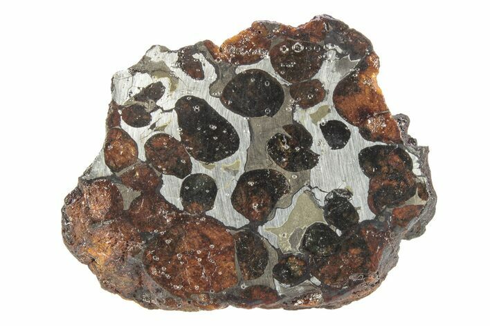 Polished Sericho Pallasite Meteorite ( g) - Kenya #246862